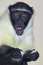 Female Roloway monkey (Cercopithecus diana roloway) captive, from Ghana and Ivory Coast, Critically Endangered Species