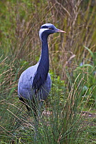 Demoiselle crane (Anthropoides virgo) captive, from Central Asia