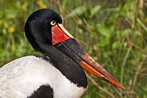 Saddle-billed Stork (Ephippiorhynchus senegalensis) captive, from Sub-Saharan Africa