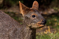 Southern / Chilean Pudu (Pudu puda) female, captive, from S Chile and SW Argentina, Vulnerable Species