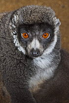 Female Mongoose lemur (Eulemur mongoz) captive, from NW Madagascar and Comoro Is, Vulnerable Species