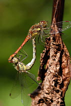 Common darter dragonfly {Sympetrum striolatum}, mating pair. Broxwater, Cornwall.