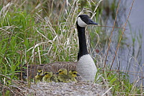 Canada Goose (Branta canadensis) Adult on nest with newly hatched young, NY, USA