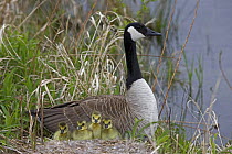 Canada Goose (Branta canadensis) Adult on nest with newly hatched young, New York, USA