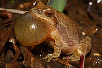 Spring Peeper tree frog (Pseudacris crucifer / Hyla crucifer) male calling to attract female, vocal sac inflated, NY, USA
