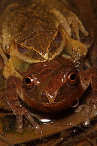 Spring Peepers tree frogs (Pseudacris crucifer / Hyla crucifer), pair in amplexus, mating, NY, USA