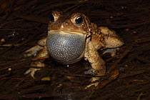 American Toad (Bufo americanus), male calling to attract female, vocal sac inflated, NY, USA