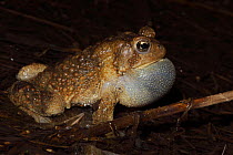 American Toad (Bufo americanus), Male calling to attract female, vocal sac inflated, NY, USA