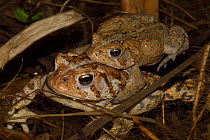 American Toad (Bufo americanus), pair in amplexus, mating, NY, USA