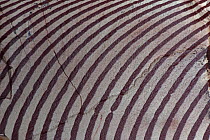 Close up of Zebra Stone, Western Australia, fine grained siliceous argillite, dark bands contain iron, Pre-Cambrian period