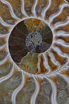 Fossil Ammonite, cross-section, Cleoniceras sp, from Upper Early Cretaceous period, Albian stage, Mahajanga province, Madagascar