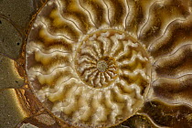 Fossil ammonite, Cleoniceras spp.,  from upper early cretaceous period, Albian stage, Mahajanga province, Madagascar