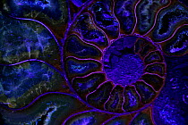 Fossil ammonite viewed under UV light, Cleoniceras spp., from upper early cretaceous period, Albian stage, Mahajanga province, Madagascar