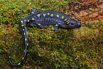 Spotted Salamander (Ambystoma maculatum) on early spring migration to woodland pond, NY, USA,
