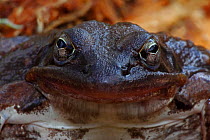 Wood Frog (Rana sylvatica) portrait, NY, USA