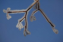 Close up of ice on branch, NY, USA