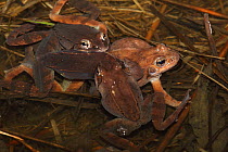 Wood Frog (Rana sylvatica / Lithobates sylvaticus) three males attempting to mate with a single female, males compete for mates by "scramble competition", NY, USA