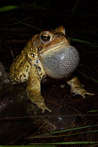 American Toad (Bufo americanus), male calling to attract female, NY, USA