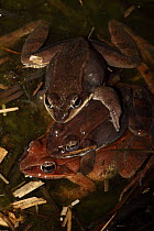 Wood Frog (Rana sylvatica / Lithobates sylvaticus) several males attempting to mate with a single female, males compete for mates by "scramble competition", NY, USA