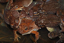 Wood Frog (Rana sylvatica / Lithobates sylvaticus) several males attempting to mate with a single female, males compete for mates by "scramble competition", NY, USA