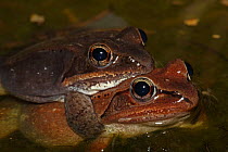 Wood Frog (Rana sylvatica / Lithobates sylvaticus) pair in amplexus, mating, NY, USA