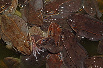 Wood Frog (Rana sylvatica / Lithobates sylvaticus) several attempting to mate with a single female, males compete for mates by "scramble competition", NY, USA