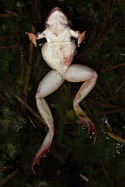 Wood Frog (Rana sylvatica), dead female, possibly a victim of fungal disease, NY, USA