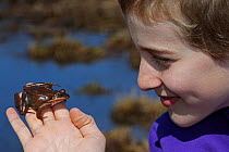 Boy, aged 12, observing Wood Frog (Rana sylvatica), NY, USA, model released