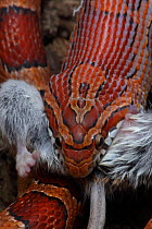 Corn Snake (Pantherophis guttatus / Elaphe guttata) eating mouse, captive, from southeastern United States
