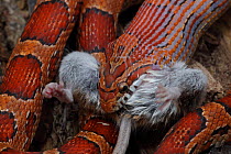 Corn Snake (Pantherophis guttatus / Elaphe guttata) eating mouse, captive, from southeastern United States