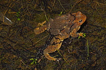 American Toad (Bufo americanus) pair in amplexus, mating, female laying eggs, NY, USA