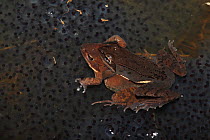 Wood Frog (Rana sylvatica / Lithobates sylvaticus) pair in amplexus on communal egg mass, NY, USA