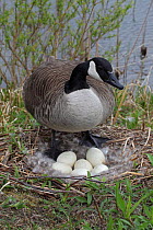 Canada Goose (Branta canadensis) Adult on nest with eggs, NY, USA