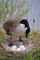 Canada Goose (Branta canadensis) Adult on nest with eggs, NY, USA
