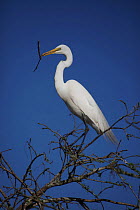 Great Egret (Ardea alba) perched with nesting material, Louisiana, USA