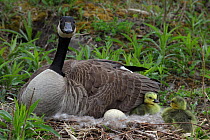 Canada Goose (Branta canadensis) Adult on nest with newly hatched young and eggs, NY, USA
