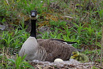 Canada Goose (Branta canadensis) Adult on nest with newly hatched young and egg, NY, USA