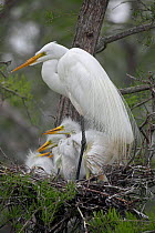Great Egret (Ardea alba) on nest with young, Louisiana, USA