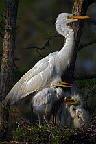 Great Egret (Ardea alba) with young on nest, Louisiana, USA