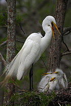 Great Egret (Ardea alba) with young on nest, Louisiana, USA