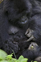 Mountain gorilla (Gorilla gorilla berengei) mother grooming infant (less than one month) Virunga Volcanoes National Park, Rwanda