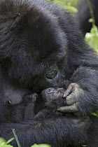 Mountain gorilla (Gorilla gorilla berengei) mother grooming infant (less than one month old) Virunga Volcanoes National Park, Rwanda
