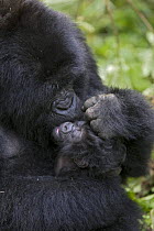 Mountain gorilla (Gorilla gorilla berengei) mother grooming infant (less than one month old) Virunga Volcanoes National Park, Rwanda