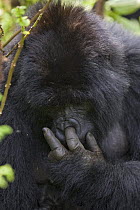 Female Mountain gorilla (Gorilla gorilla berengei) picking nose, Virunga Volcanoes National Park, Rwanda