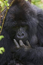 Female Mountain gorilla (Gorilla gorilla berengei) licking finger after cleaning herself, Virunga Volcanoes National Park, Rwanda