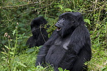 Mountain gorilla (Gorilla gorilla berengei) Virunga Volcanoes National Park, Rwanda