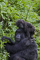 Mountain gorilla (Gorilla gorilla berengei) infant sitting on mothers head while she feeds on vegetation, Virunga Volcanoes National Park, Rwanda