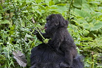 Mountain gorilla (Gorilla gorilla berengei) infant sitting on mother's head feeding on thistle flower, Virunga Volcanoes National Park, Rwanda