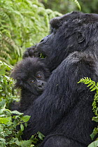 Mountain gorilla (Gorilla gorilla berengei) mother feeding with infant, Virunga Volcanoes National Park, Rwanda