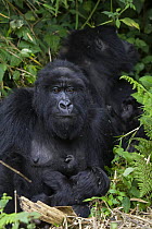 Mountain gorilla (Gorilla gorilla berengei) mother and infant, Virunga Volcanoes National Park, Rwanda